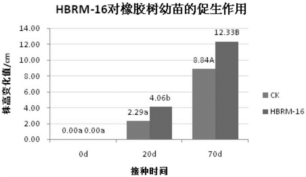 Bacterial strain HBRM-16 capable of promoting growth of roots of rubber tree and application of bacterial strain HBRM-16