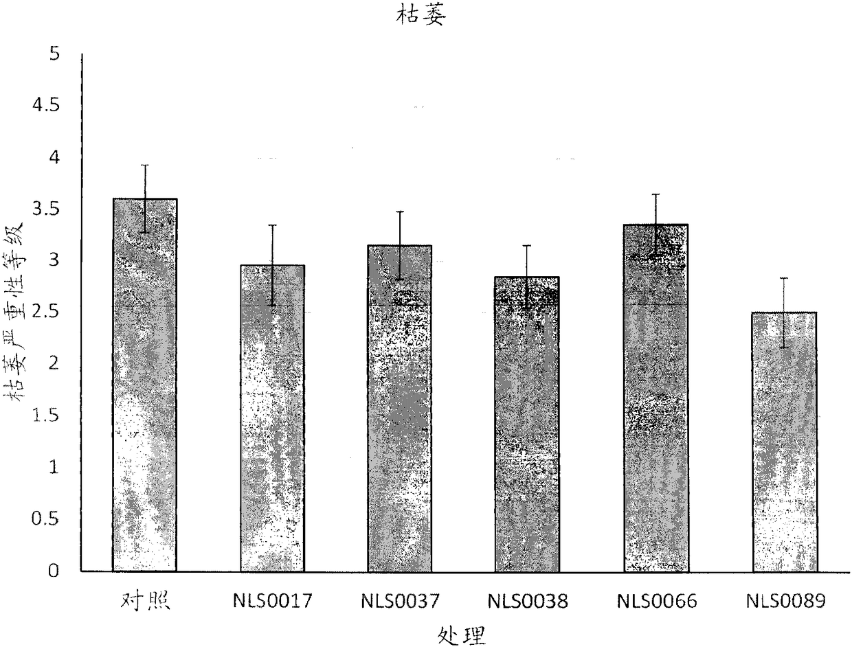 Antifungal methylobacterium compositions and methods of use