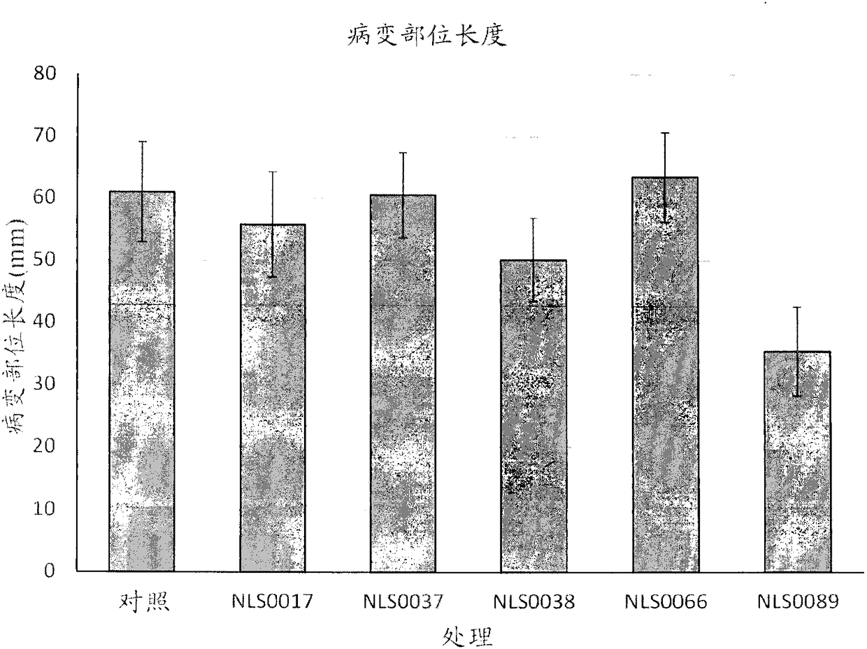 Antifungal methylobacterium compositions and methods of use