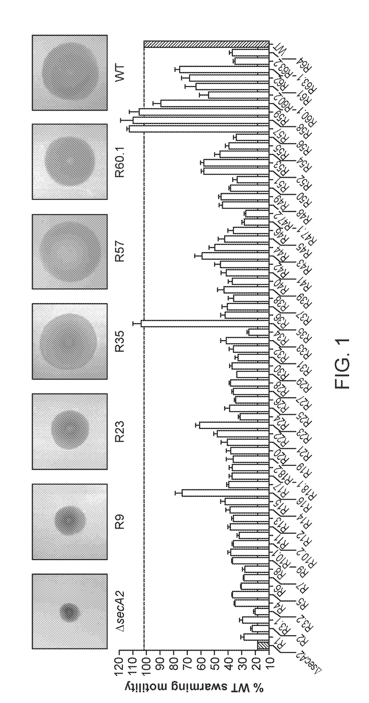 General secretory pathway (GSP) mutant listeria spp., and methods for making and using the same