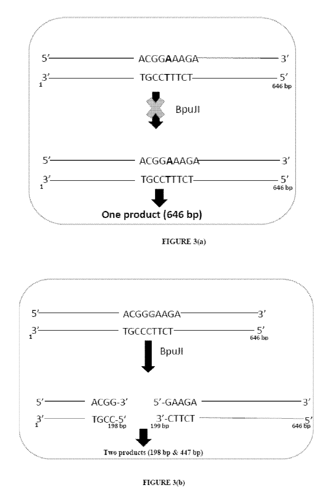 Method of detecting and treating p. acnes and kit thereof