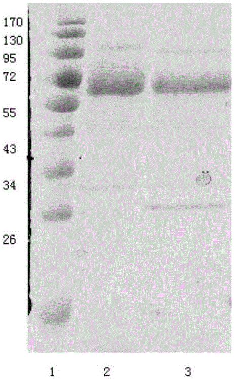 Heat-resisting acidic cellulase of fungus source and gene and application thereof