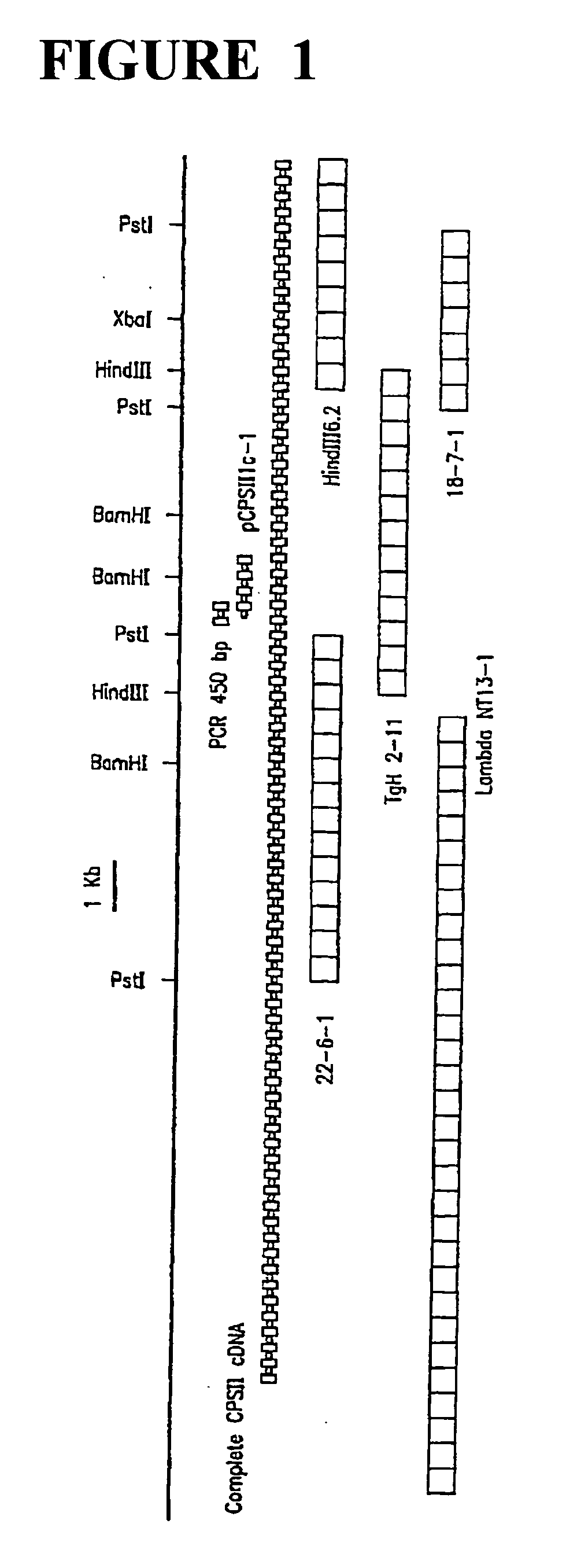Compositions and methods for treatment of Toxoplasma gondii and other apicomplexans