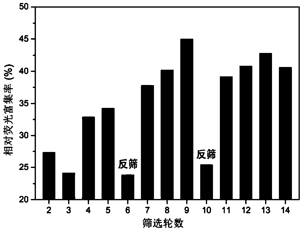 Nucleic acid aptamer capable of specifically recognizing beta-lactoglobulin and application of nucleic acid aptamer