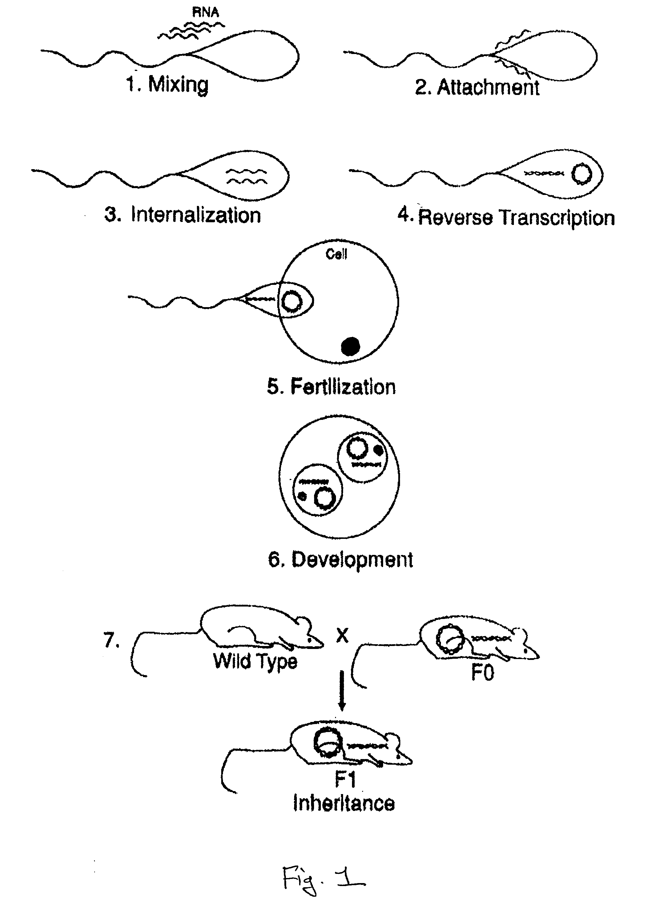 RNA transfection of sperm cells