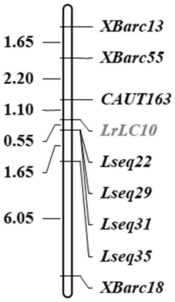 Indel Molecular Marker of Wheat Leaf Rust Resistance Gene lr13 and Its Application