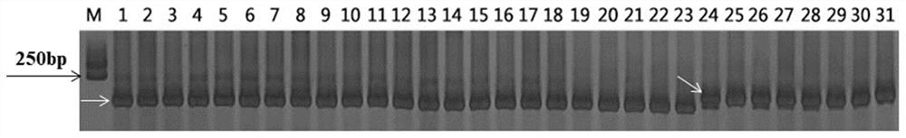 Indel Molecular Marker of Wheat Leaf Rust Resistance Gene lr13 and Its Application