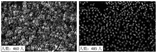 Dense crowd counting algorithm based on cascaded high-resolution convolutional neural network