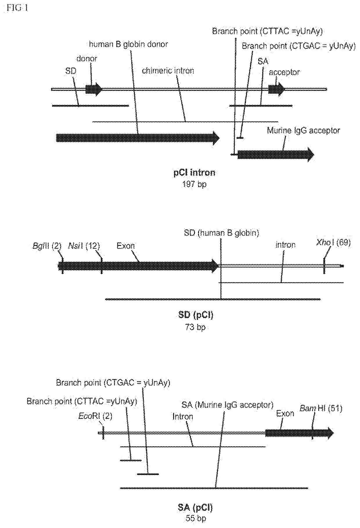 Non-integrating DNA vectors for the genetic modification of cells