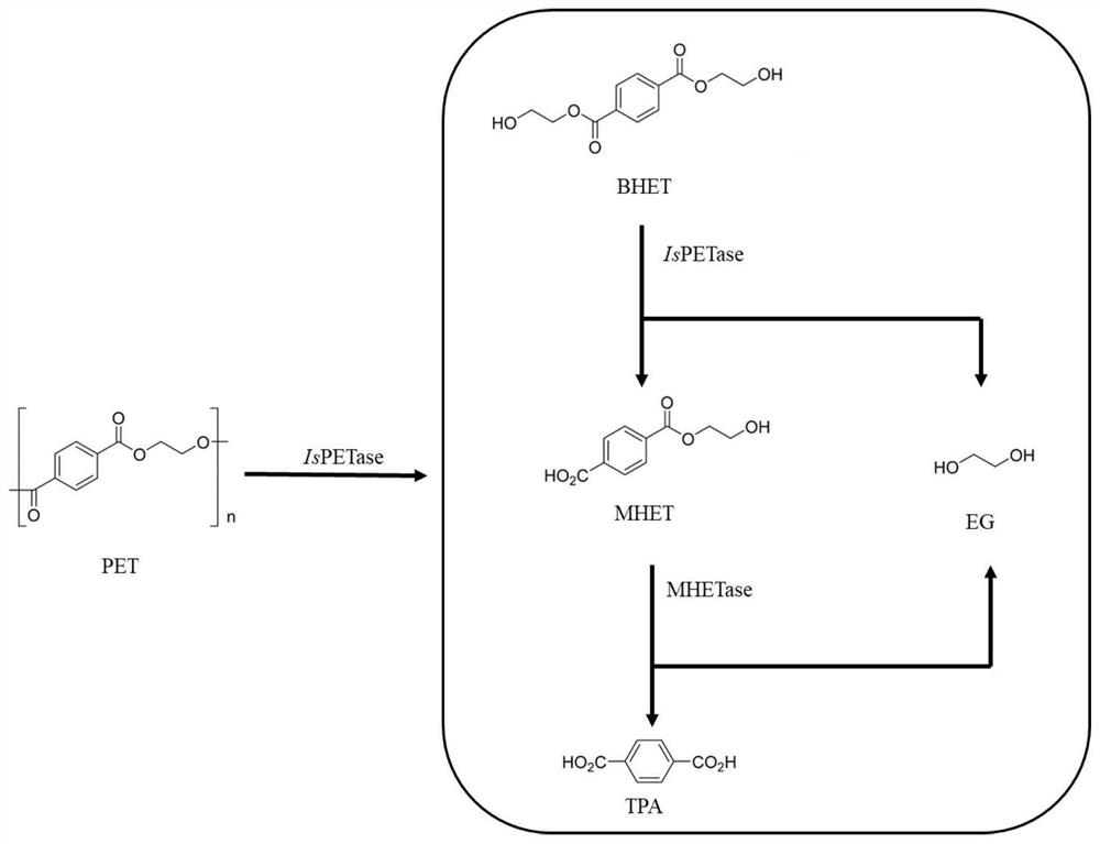 PET hydrolase IsPETase mutant enzyme, coding gene and engineering bacterium