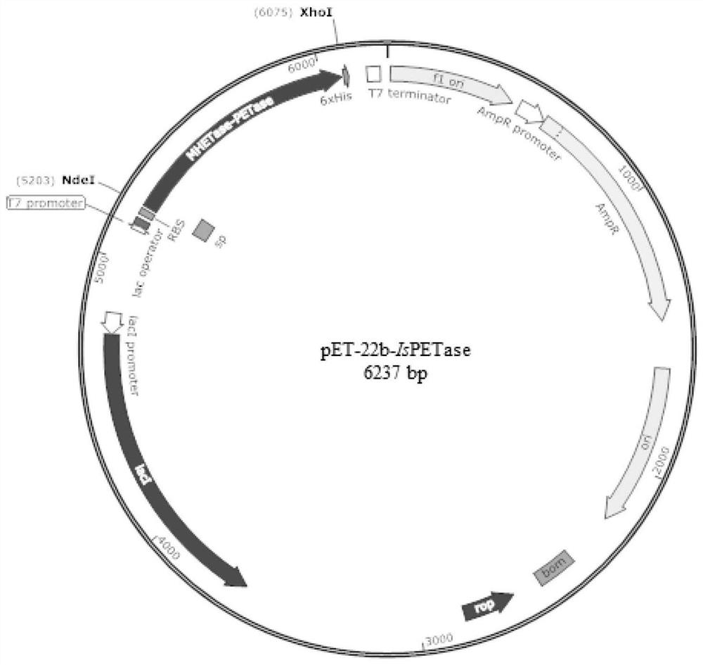 PET hydrolase IsPETase mutant enzyme, coding gene and engineering bacterium