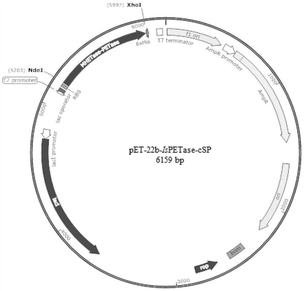 PET hydrolase IsPETase mutant enzyme, coding gene and engineering bacterium