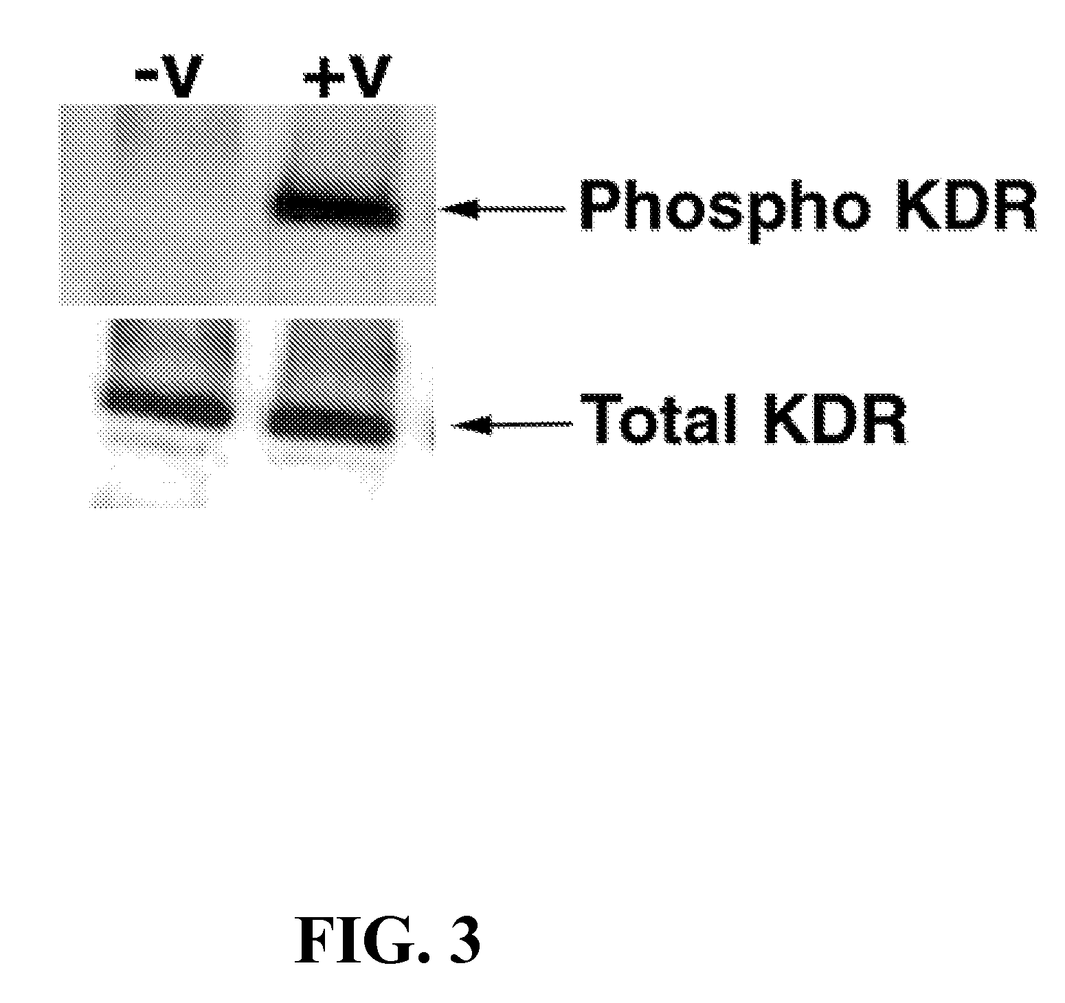 Multivalent constructs for therapeutic and diagnostic applications