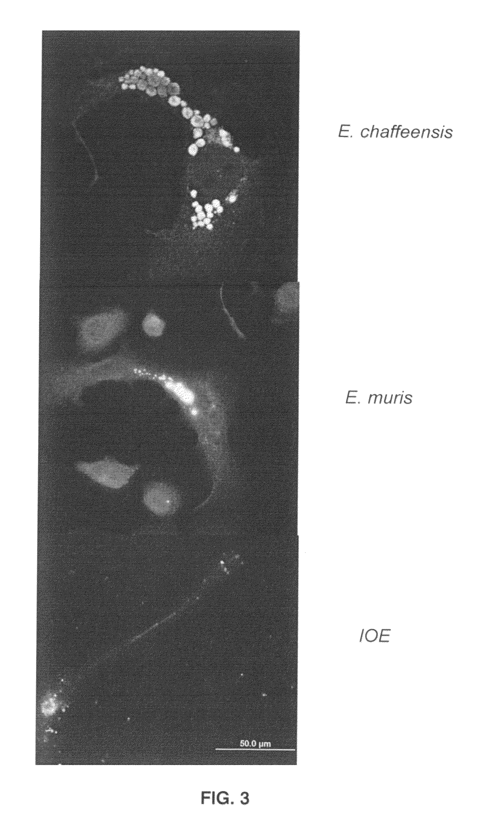 Compositions of and method of using heat shock protein peptides
