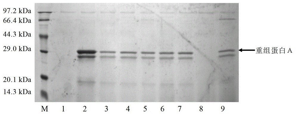 Method for producing protein A by utilizing recombinant pichia pastoris