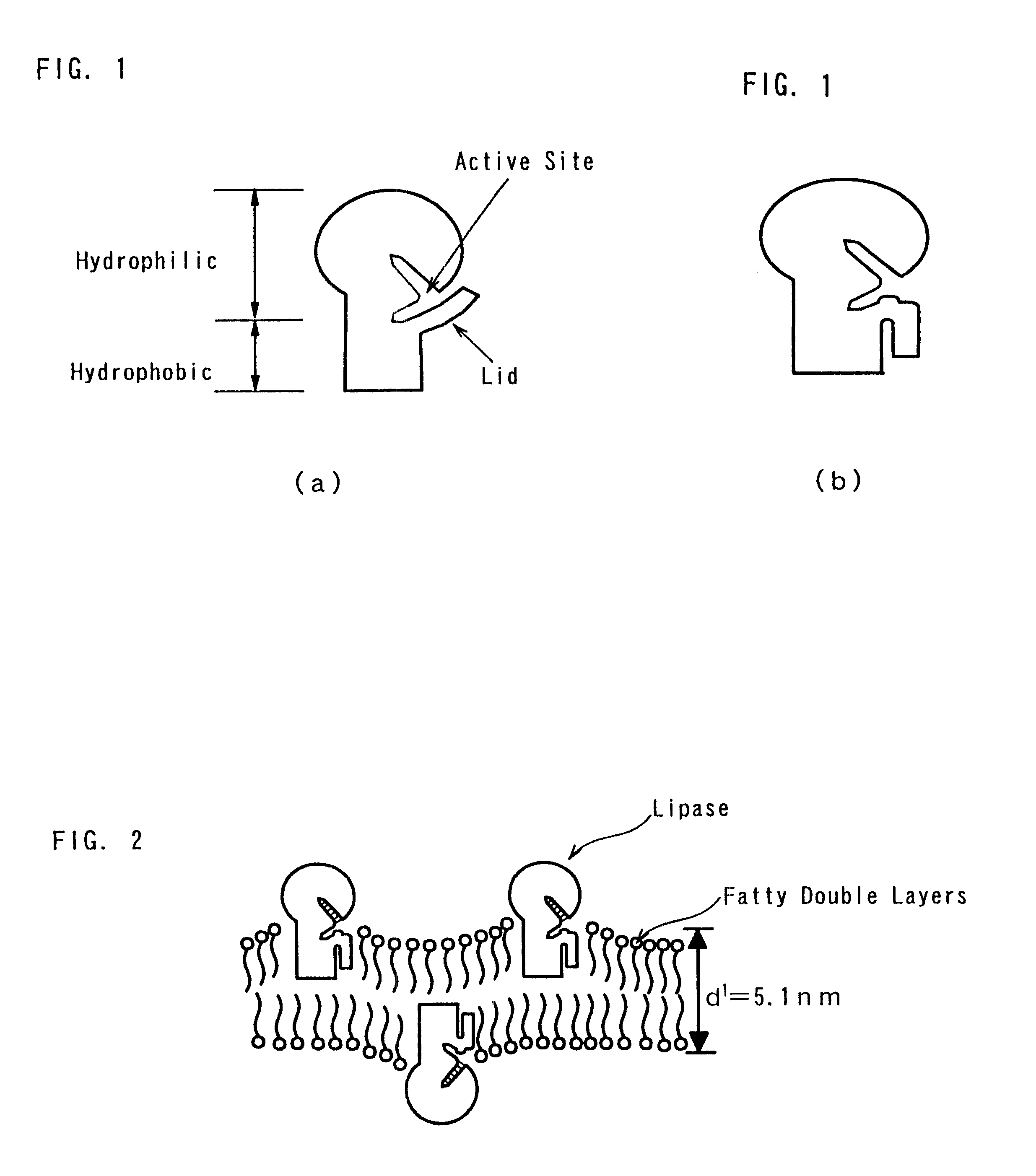 Method of producing activated lipase