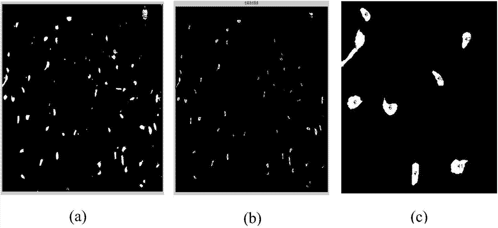 Automatic cutting and counting method for fluorescent microscopic images of retinal cells