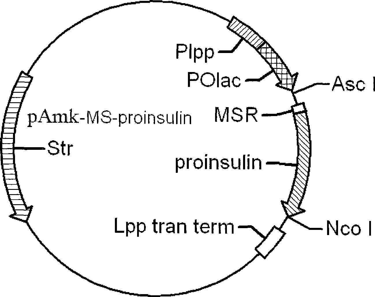 Method for preparing recombinant human insulin and analogs of recombinant human insulin