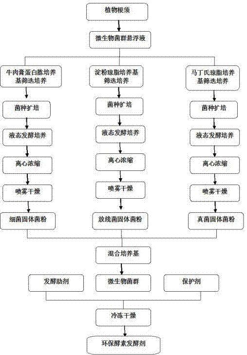 Environment-friendly enzyme starter and preparation method thereof