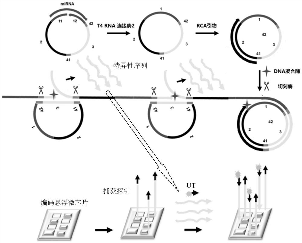 Probes, kits and methods for detecting miRNAs based on cascade amplification of coded suspension microchips