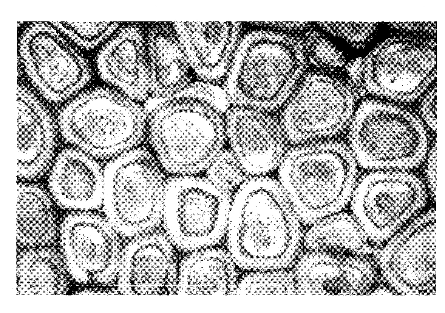 Pretreatment method for freezing freshness keeping of pork