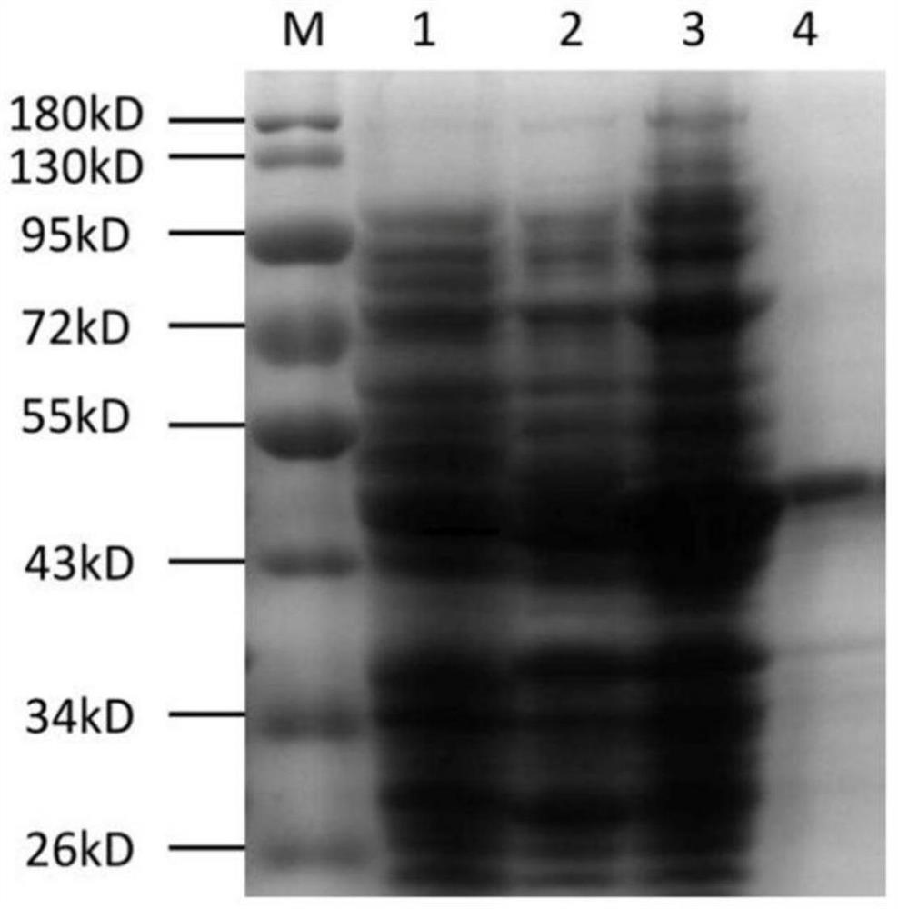 A kind of universal Riemerella anatipestifer yolk antibody and its preparation method and application