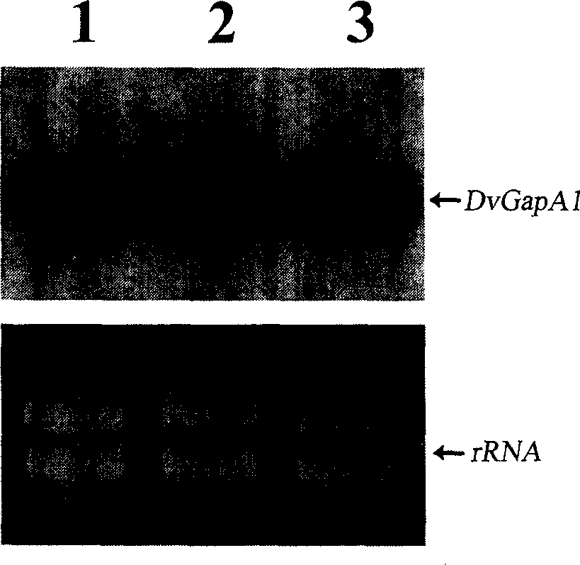 Salt algae NADP glyceral dehyde-3-phosdehydrogenase  gene clone and protein expression method