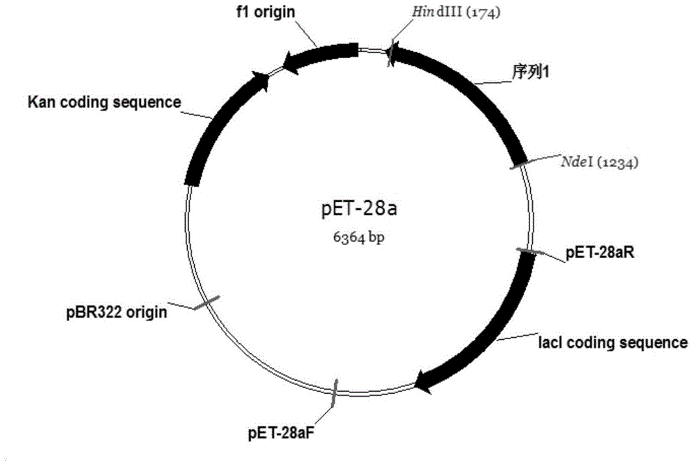 F52-6 protein and application of coding gene of F52-6 protein and hydrolyzed xylan