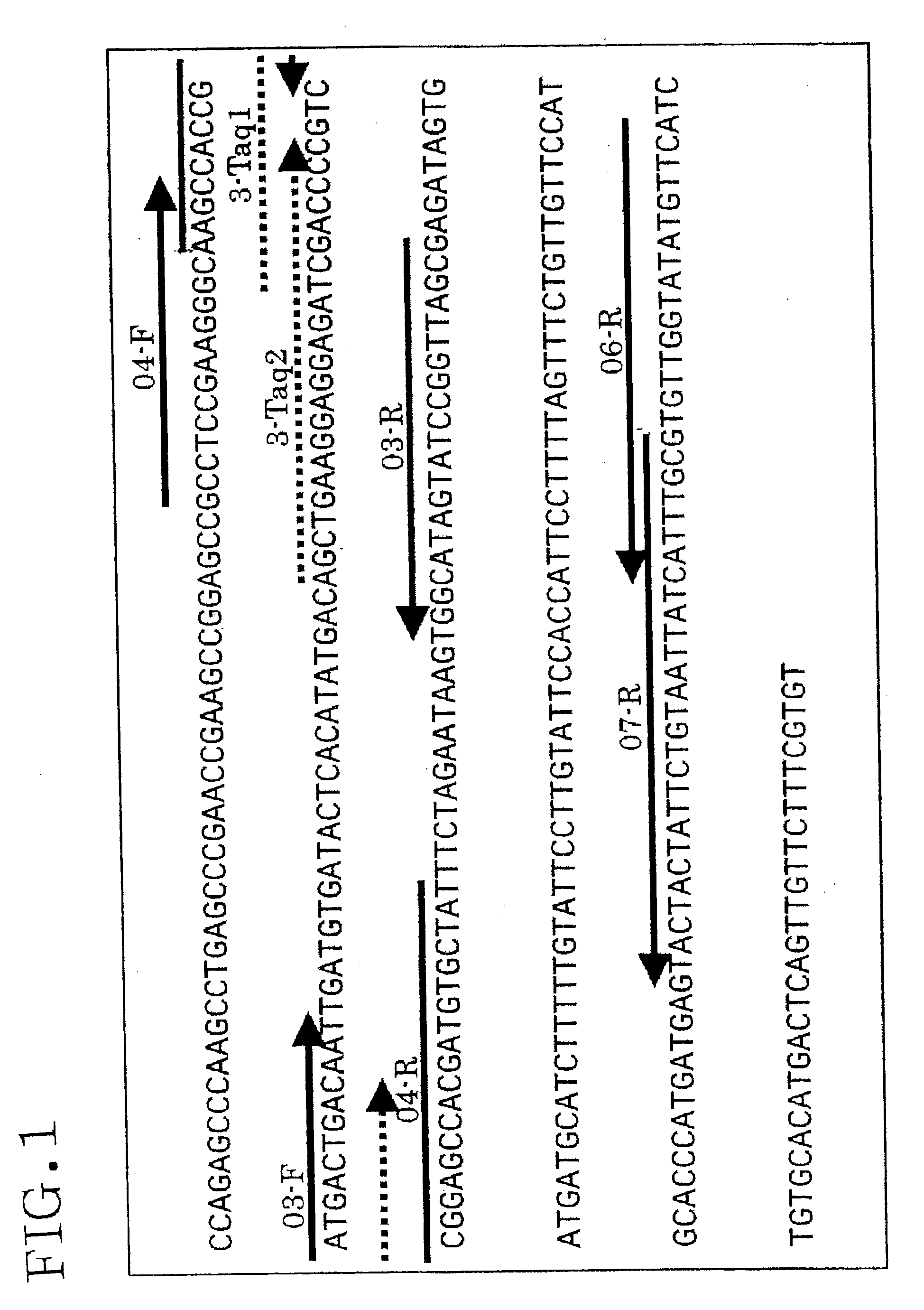 Method of detecting or quantitating endogenous wheat DNA and method of determining contamination rate of genetically modified wheat in test sample