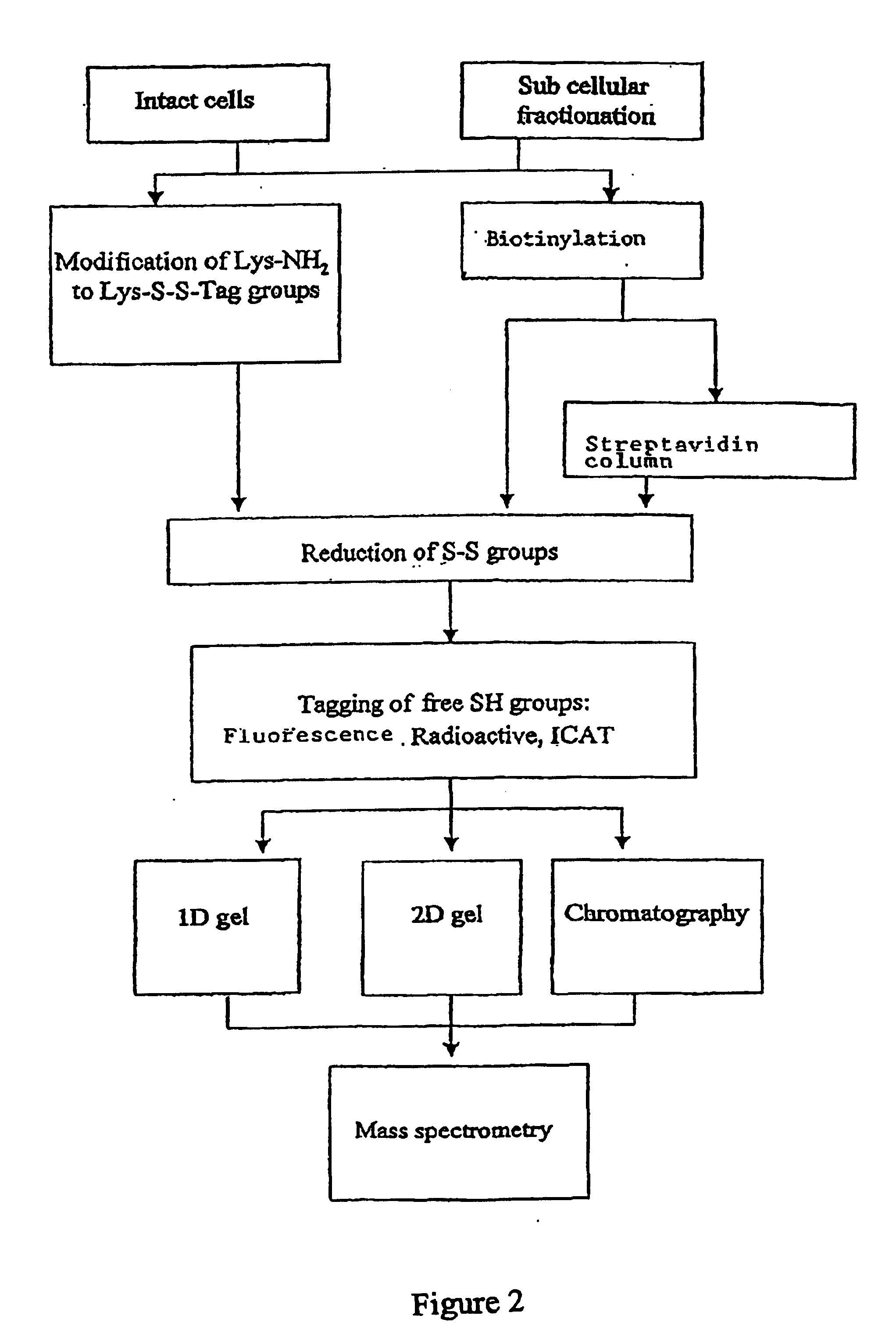 Methods and compositions related to tagging of membrane surface proteins