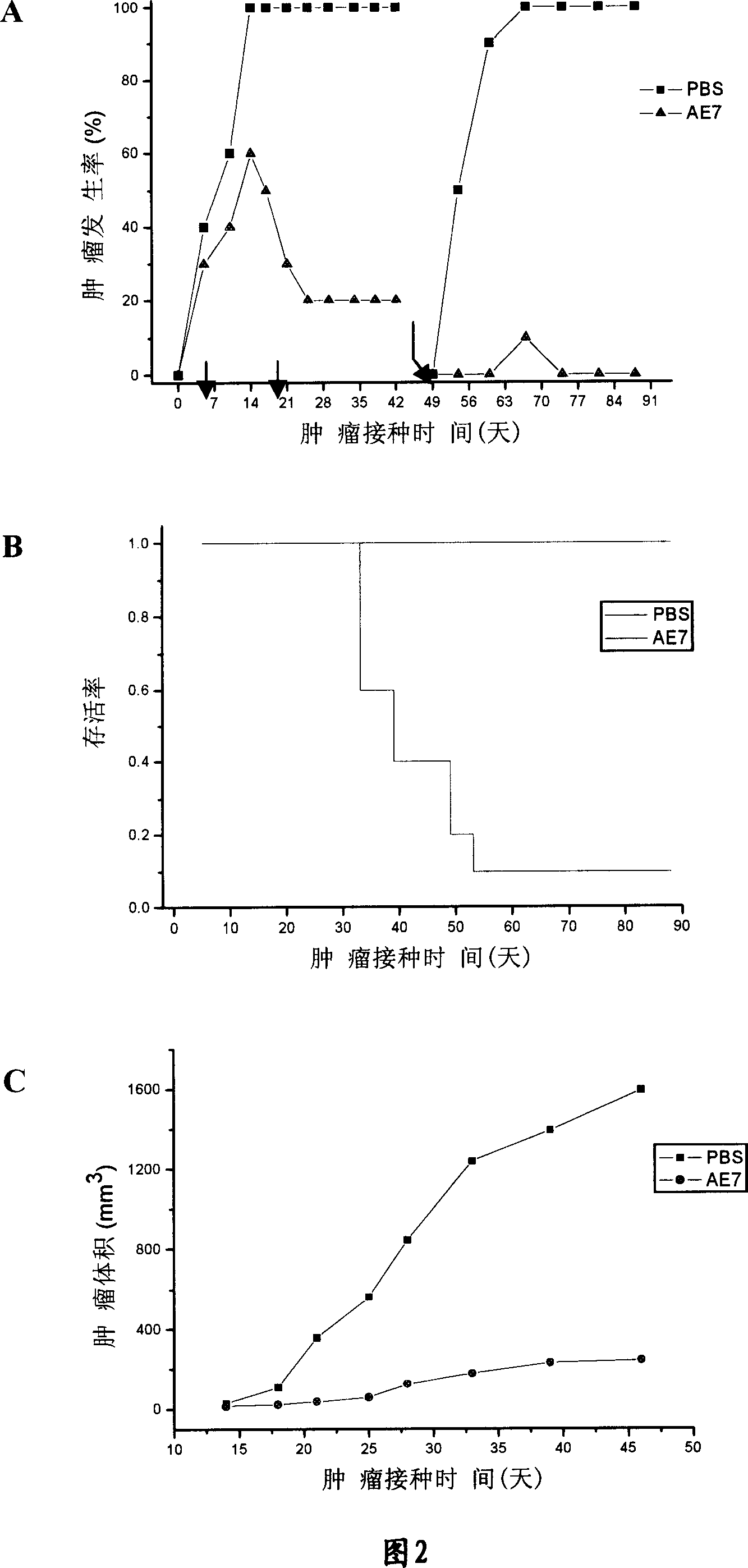 Fusion albumen containing HSP70 ATPase structure field and antigen peptide and application thereof