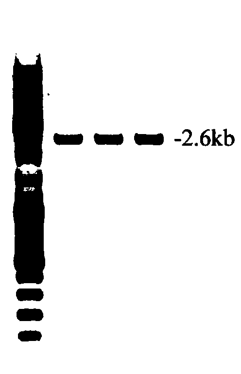 Chimeric antigen receptor with safety switch and its expression gene, its modified NK cell and application