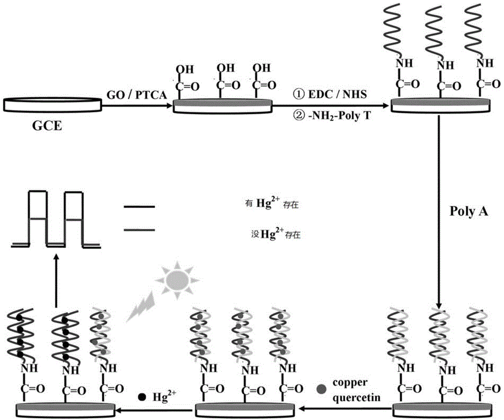 Method for detecting mercury ions by nucleic acid aptamer based photoelectrochemistry