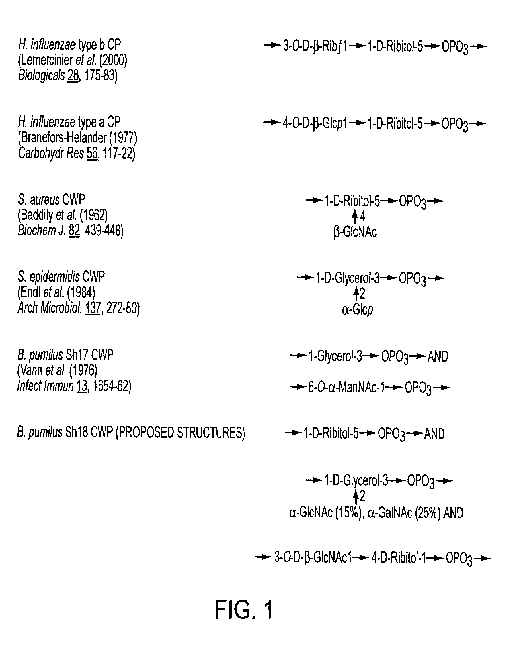 Antimultiorganism glycoconjugate vaccine