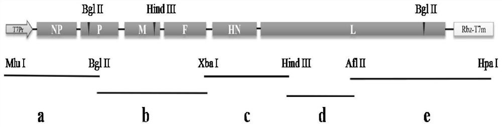 A recombinant vaccine strain of genotype vii Newcastle disease virus with hn protein mutation