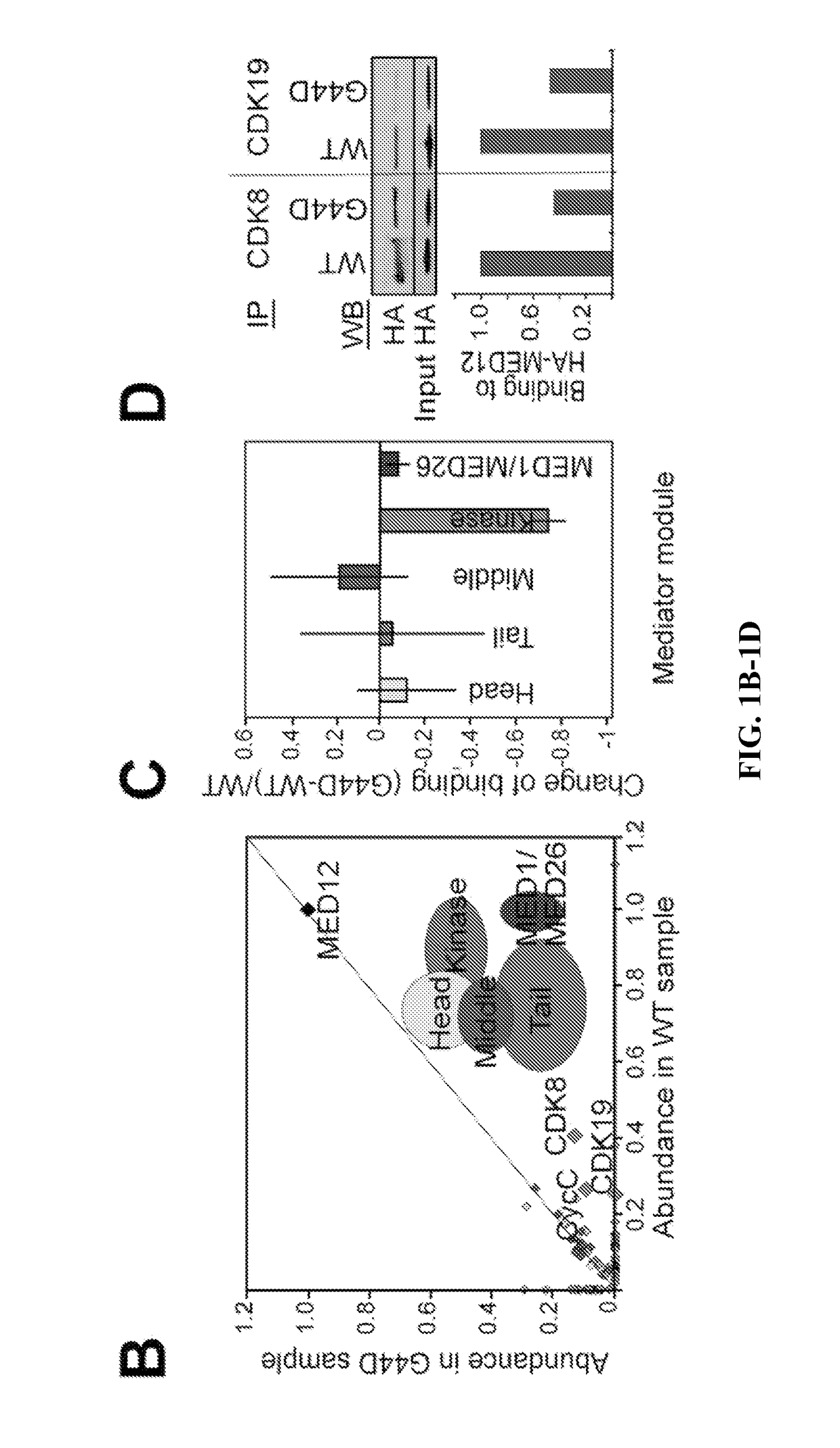 Novel peptide activator of cyclin c-dependent kinase 8 (CDK8)