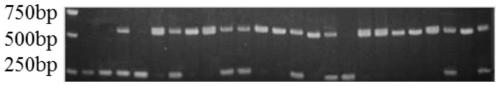 Polymorphic molecular marker for SINE transposon inside GHR gene related to pig back fat thickness, detection method and application