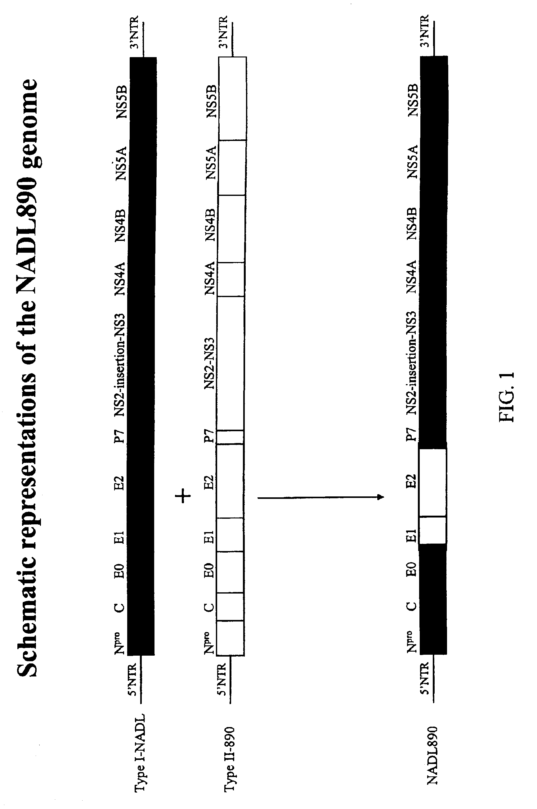 Generation of type I/type II hybrid form of bovine viral diarrhea virus for use as vaccine