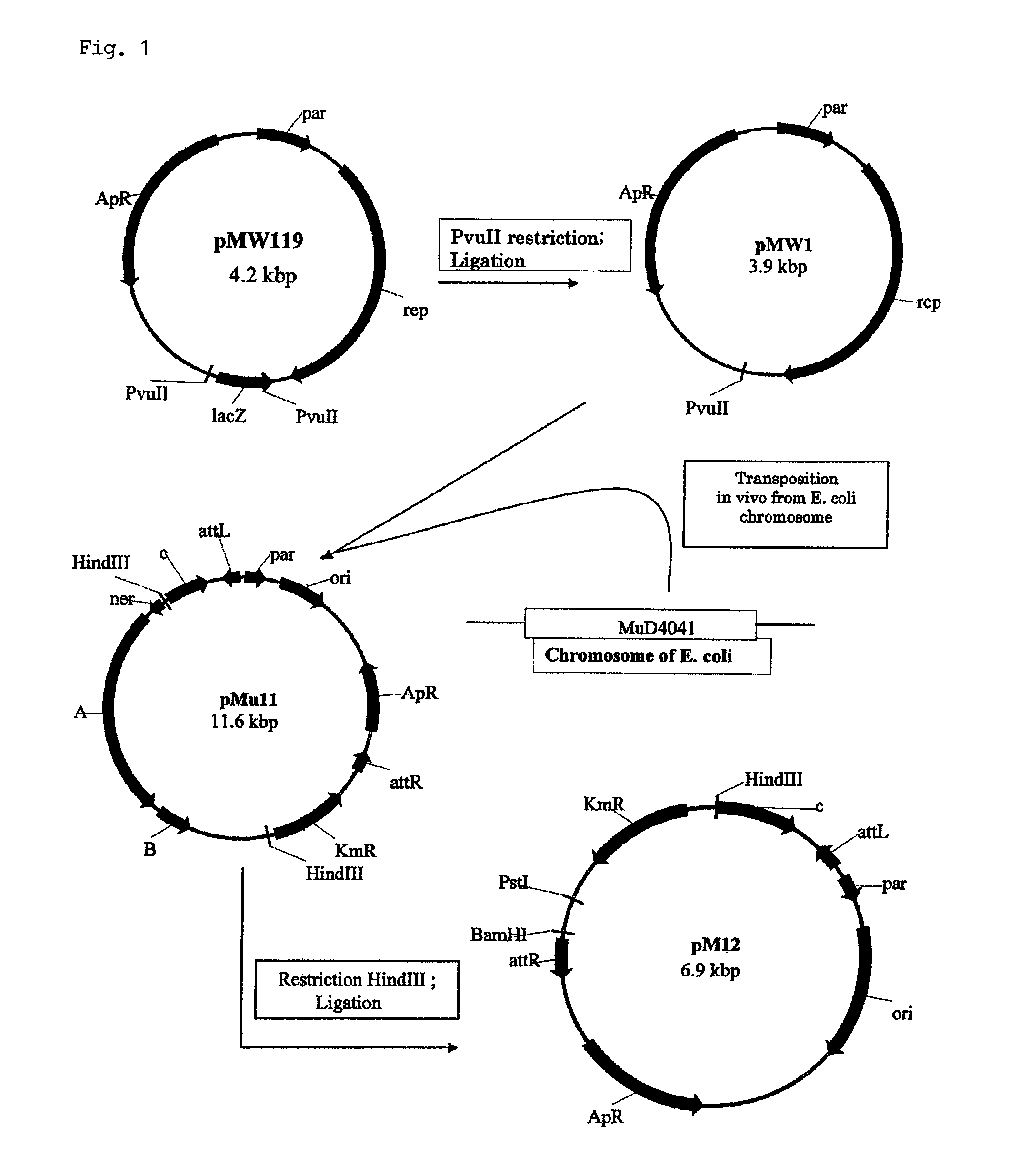 Method for production of L-lysine using methanol-utilizing bacterium