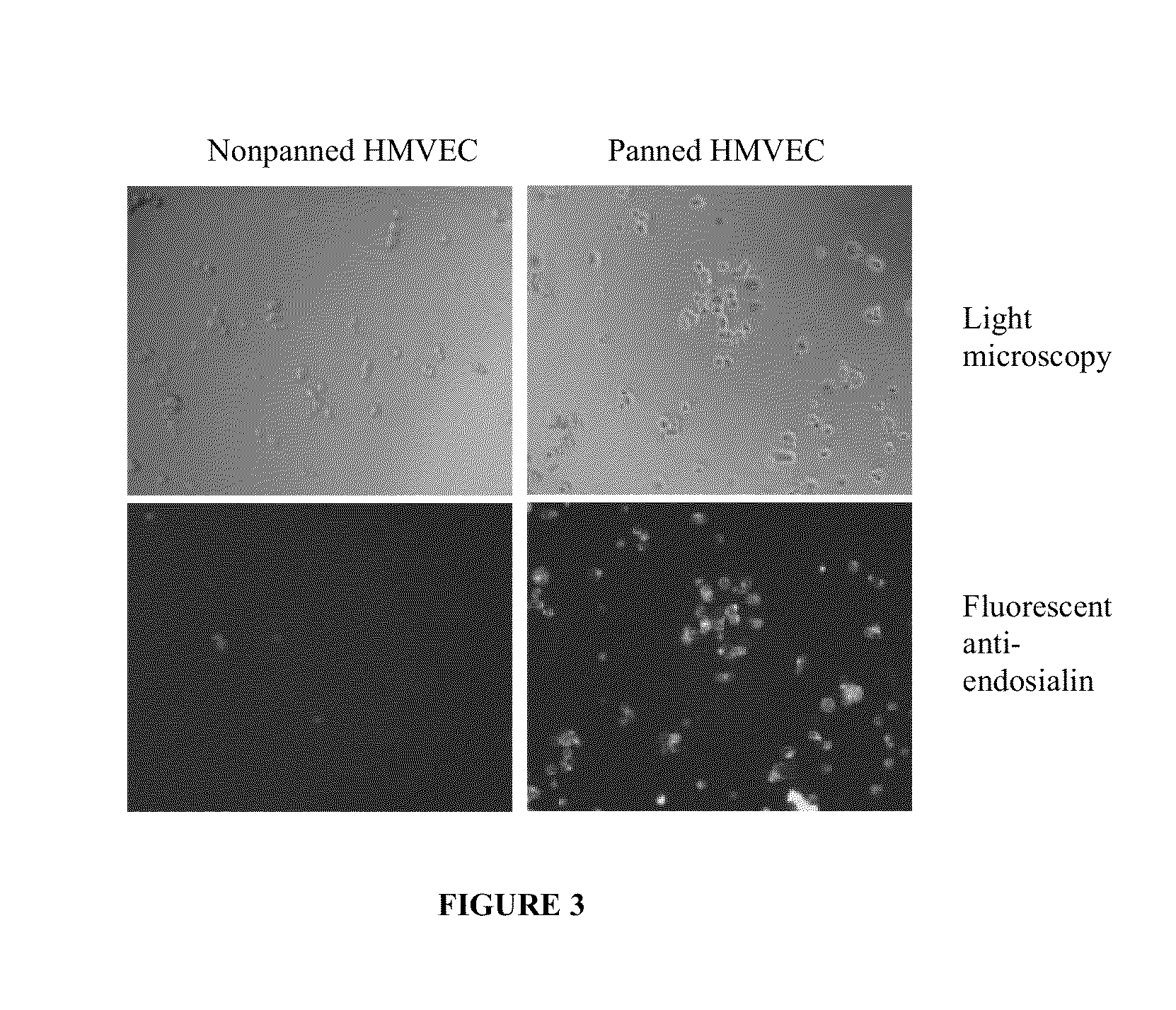 Methods for inhibiting the binding of endosialin to ligands