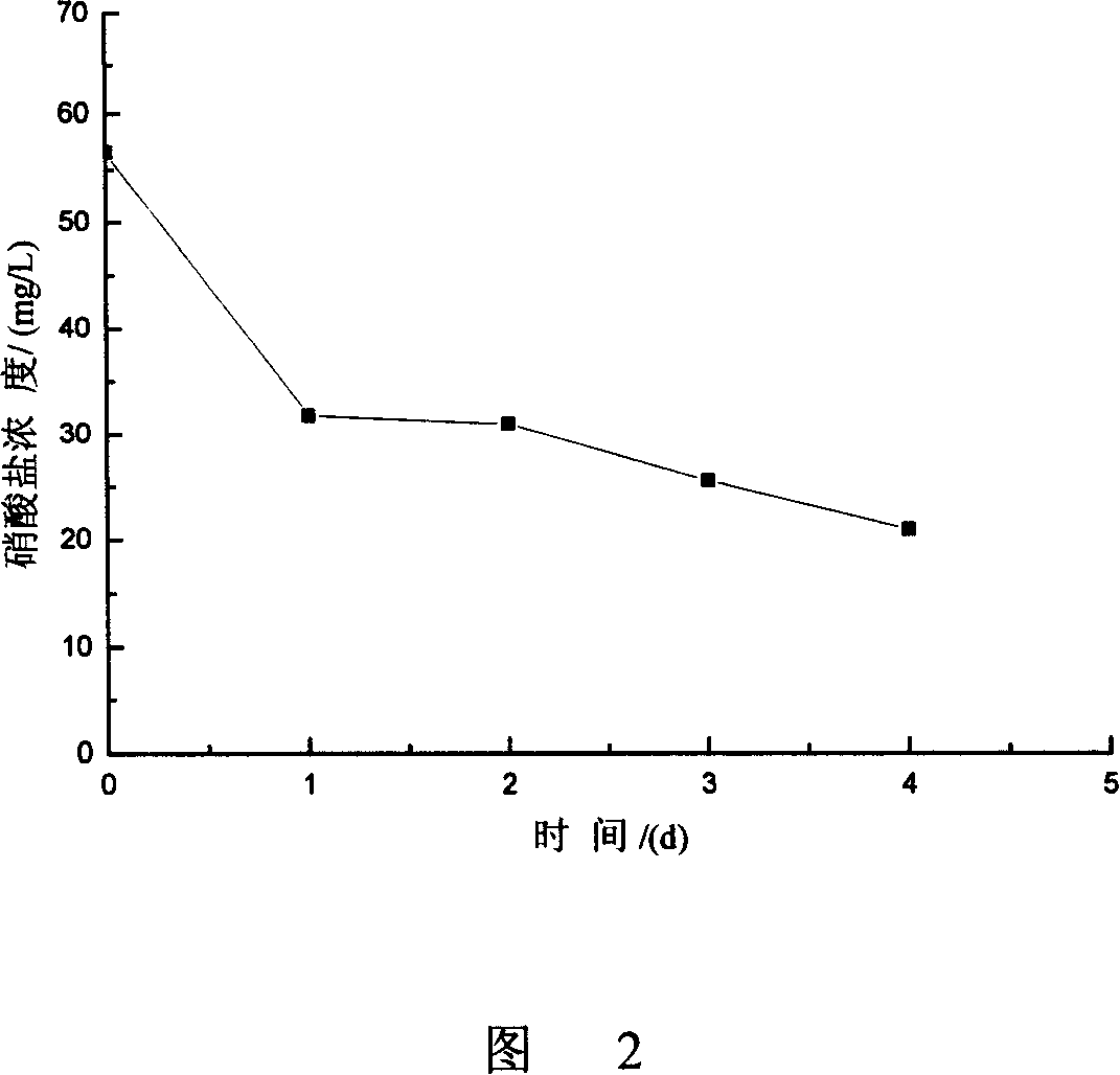 Grass spirillum with aerobic denitrification and method for processing wastewater