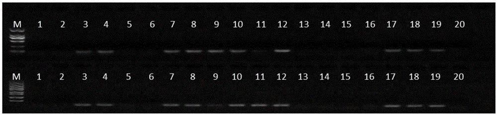 PCR (polymerase chain reaction) method and kit for identifying spina date seeds and counterfeits thereof on basis of ITS sequence site
