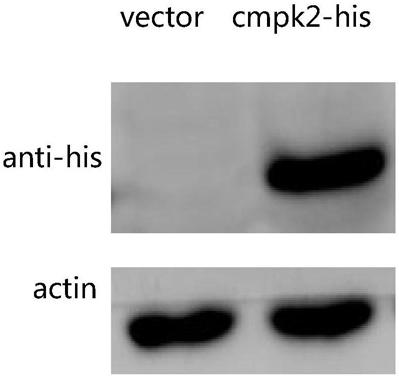 Isolated fish antiviral protein gene CMPK2 and antiviral activity thereof