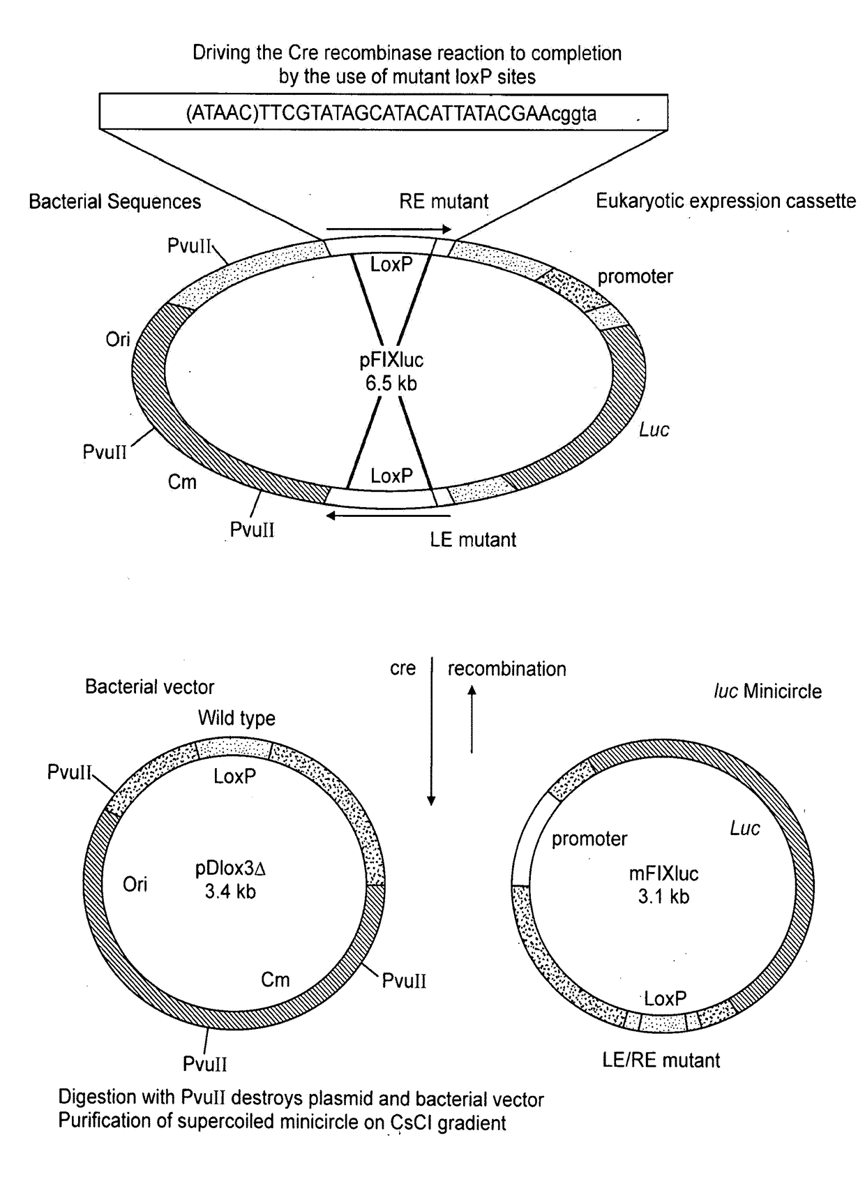 Methods of producing recombinant minicircle constructs