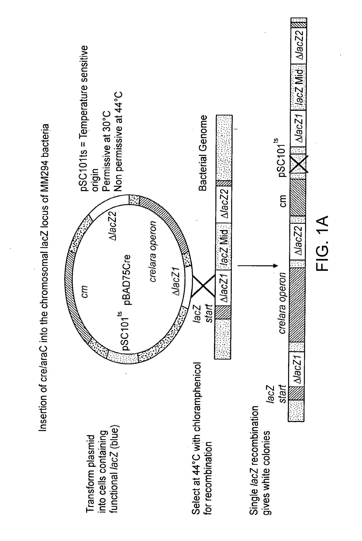 Methods of producing recombinant minicircle constructs