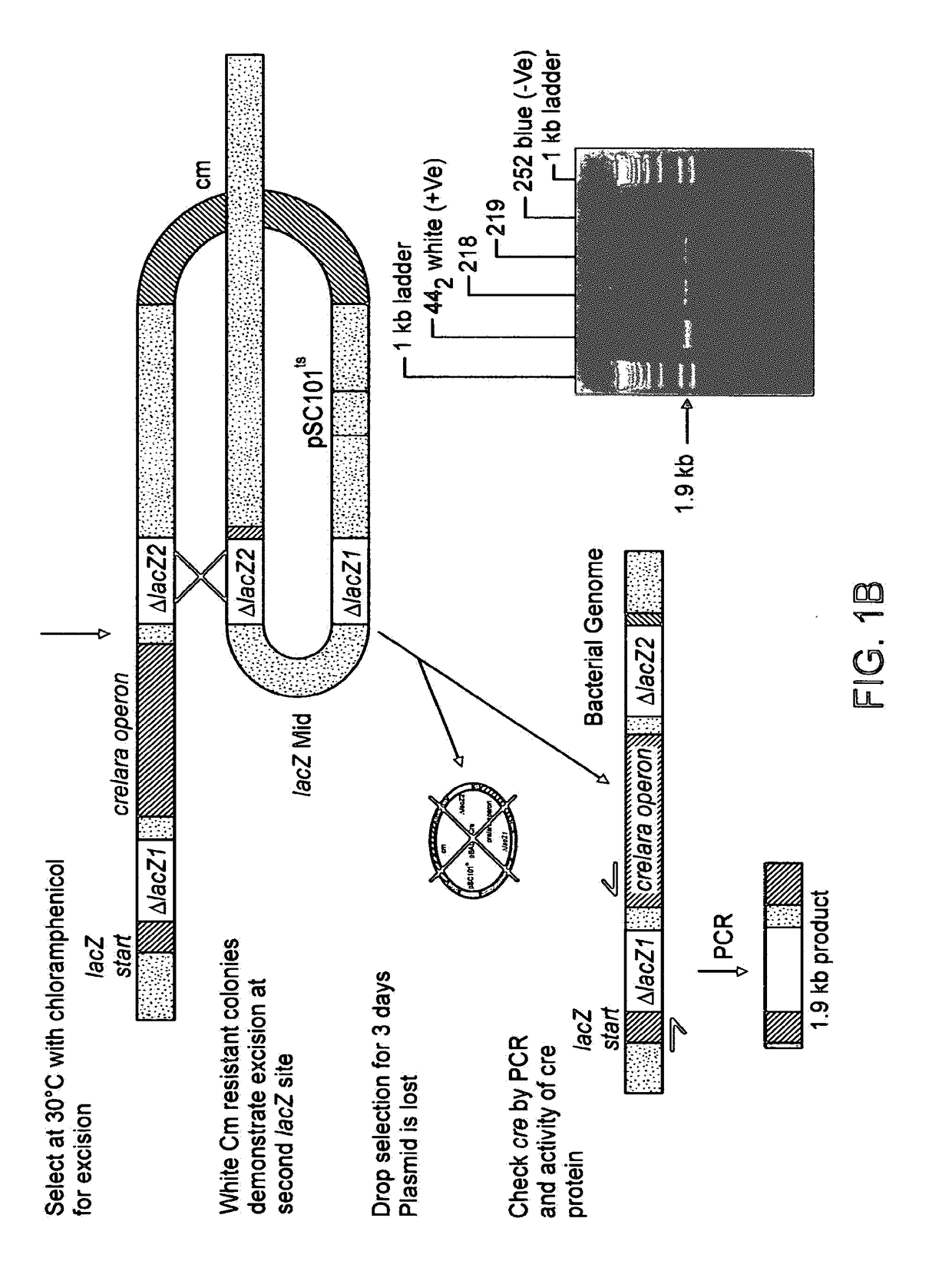 Methods of producing recombinant minicircle constructs