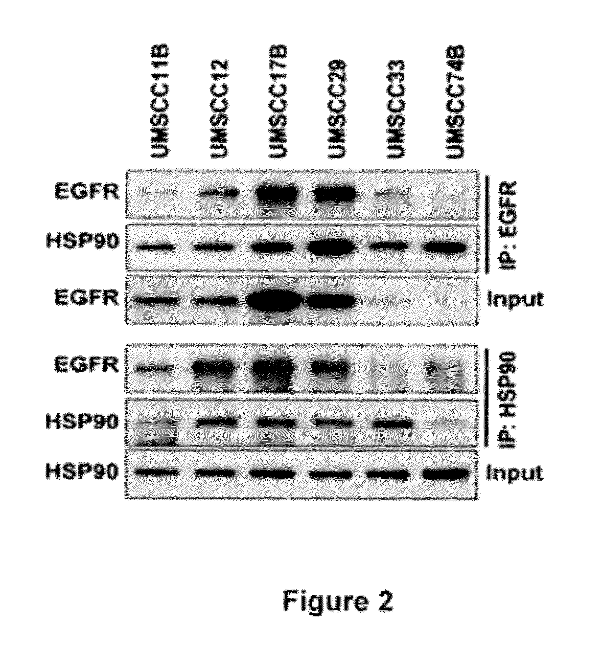 Inhibitors of the epidermal growth factor receptor-heat shock protein 90 binding interaction