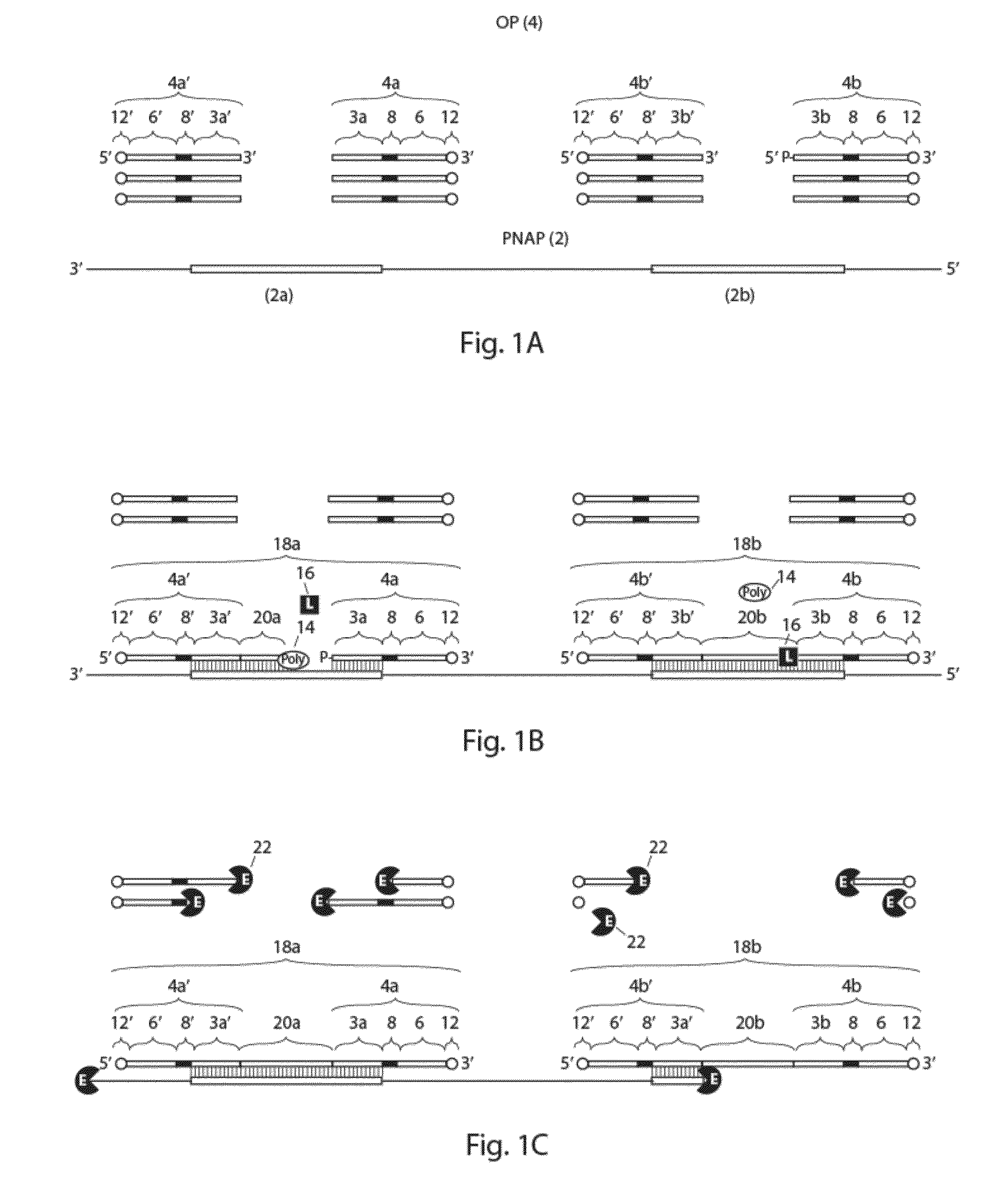 Method for the simultaneous amplification of a plurality of different nucleic acid target sequences