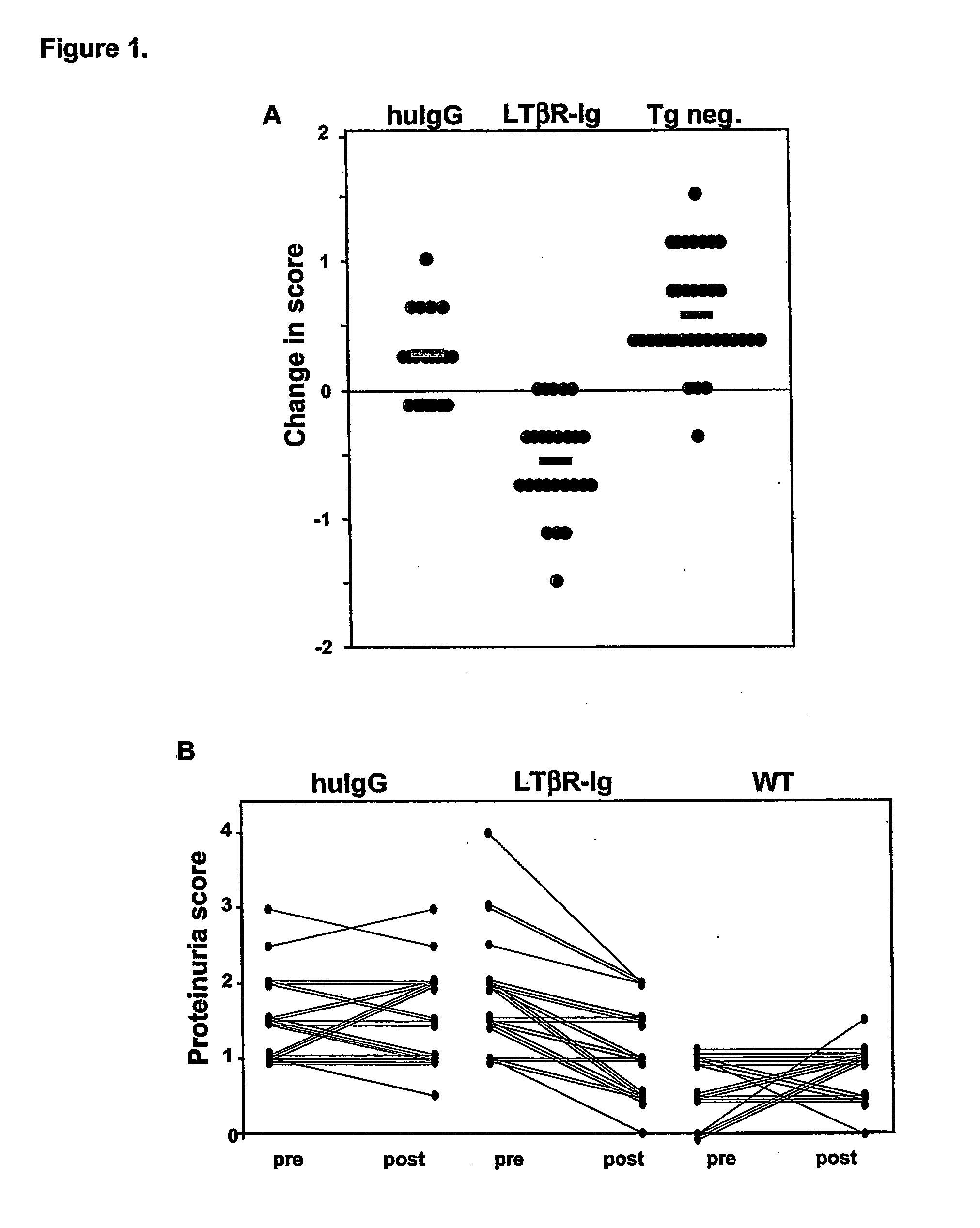 Treatment of immunological renal disorders by lymphotoxin pathway inhibitors