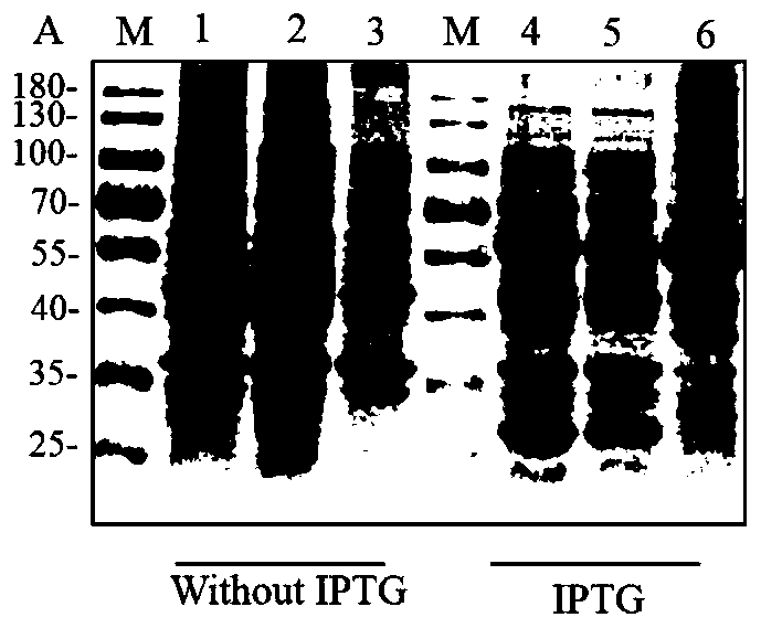 Cloning of chicken CR2 gene, expression and purification of protein as well as preparation of polyclonal antibody of protein